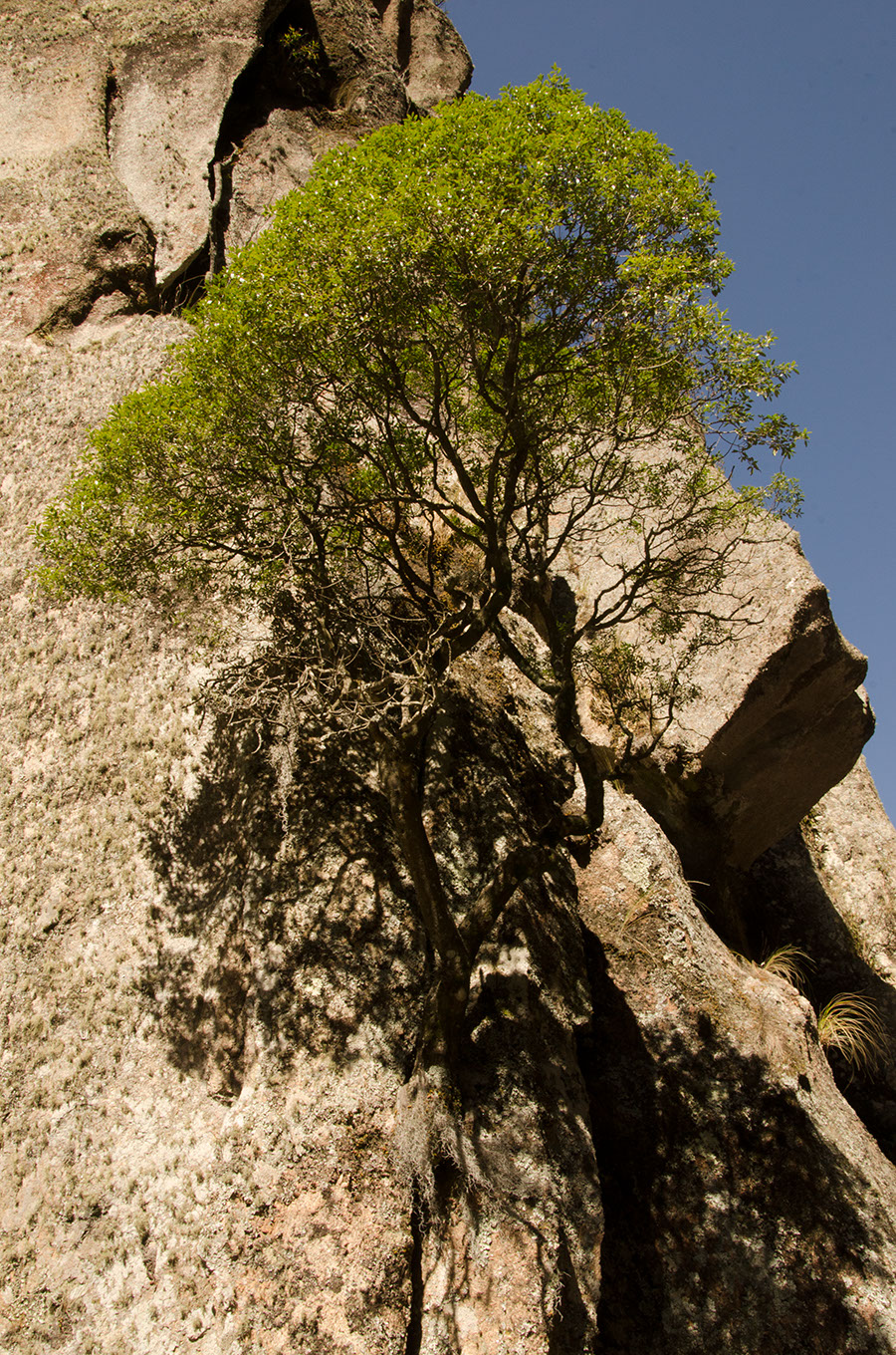 Otra vista del mismo Horco Molle. ¿No te maravilla que pueda arrostrar, allá arriba, los vendavales enfurecidos de la montaña, y que no se haya caído aún?